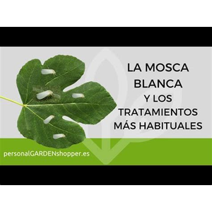 Plantas.facilisimo.com